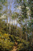 Aspen Rhythm 36 X 24 Oil