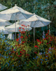 Bachelor Buttons and Scarlet-Vail 18 x 14 Oil