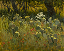 Bloomin' Hill Country  16 x 20 Oil