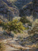 Buffed by Morning Sun  24 x 18 Oil