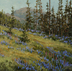 Carpet of Lupin  12 x 12 Oil