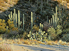 Desert Medley  12 x 16 Oil