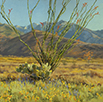 Desert Spring in the Air 12 x 12 Oil