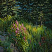 Flashy Fireweed  12 x 12 Oil