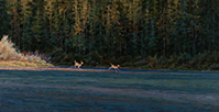 In a Flash They Were Gone  12 x 24 Oil