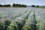 Lost Poppy and Bachelor Buttons 20x30 Oil