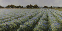Lost Poppy and Bachelor Buttons #2  20 x 40 Oil - Commission