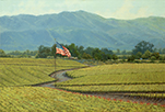 Napa Proud - Napa Wine Country 20 x 30 Oil  