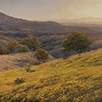 Ocotillo, Poppies and Madera Dusk  30 x 30 Oil