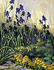 Monkey Flower & Iris