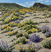 Penstemon, Poppies and Purple Prickly Pear  16 x 16 Oil