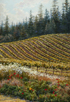 Pinot Grigio and Poppies-Sonoma Valley  30 x 20 Oil