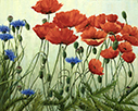 Poppy Patterns and Bachelor Buttons  16 x 20 Oil
