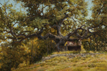 Silent Sentinel - Texas Hill Country  24 x 36 Oil