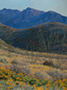 Sonoran Spring  24 x 18 Oil