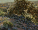 Lupin and Prickly Pear 16 x 20 Oil Darcie Peet