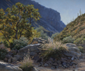 Sunlit Sabino Grasses-Sabino Canyon  30 x 36 Oil 