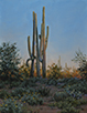 Sunup Saguaro  14 x 11 Oil
