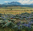 Sweep of Meadows and Sage  11 x 11 Oil