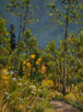 Trailside Sunshine - Piney Lake Trail  12 x 9 Oil