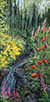 Tumbling through the Garden  24 x 12 Oil