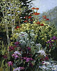 Vermilion and Magenta - Mountain Garden 10 x 8 Oil