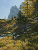 Wildflower Wisps and Golden Tamarack  24 x 18 Oil